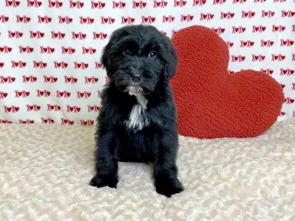 Bernardadoodle-DOG-Male-Black-3073-Petland Hilliard, Ohio