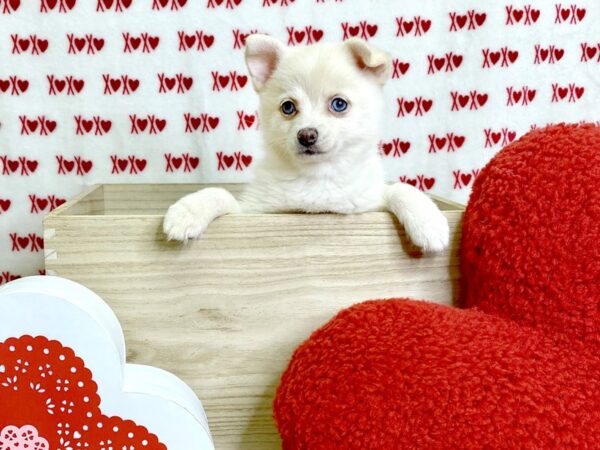 Pomsky 2nd Gen-DOG-Female-Cream-3069-Petland Hilliard, Ohio