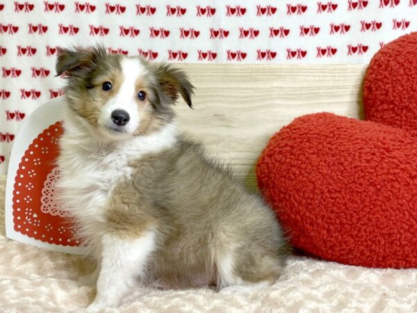 Shetland Sheepdog-DOG-Male-Sable / White-3068-Petland Hilliard, Ohio