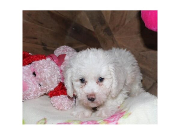 Bichon Frise-DOG-Male-White-3086-Petland Hilliard, Ohio