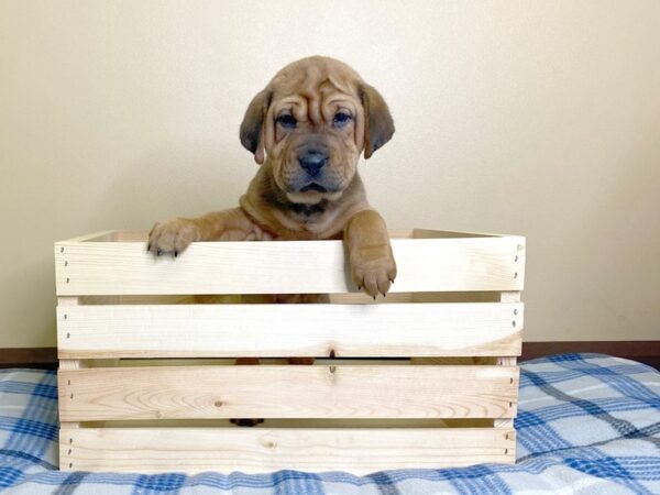 Sharpeagle-DOG-Female-Red-3079-Petland Hilliard, Ohio