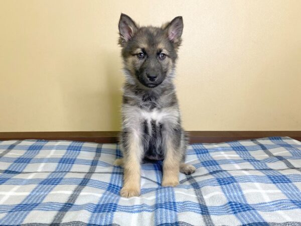 German Shepherd/Siberian Husky-DOG-Female-Sable-3080-Petland Hilliard, Ohio