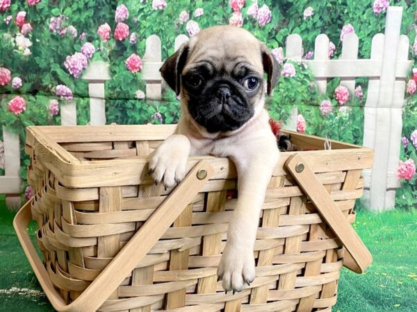 Pug-DOG-Male-fawn-3094-Petland Hilliard, Ohio