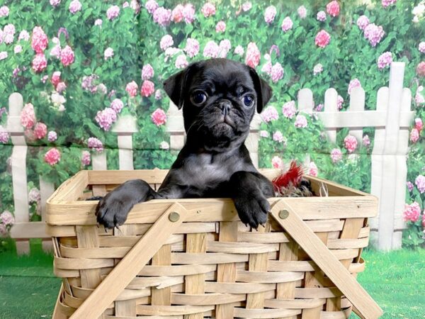 Pug-DOG-Female-Black-3093-Petland Hilliard, Ohio