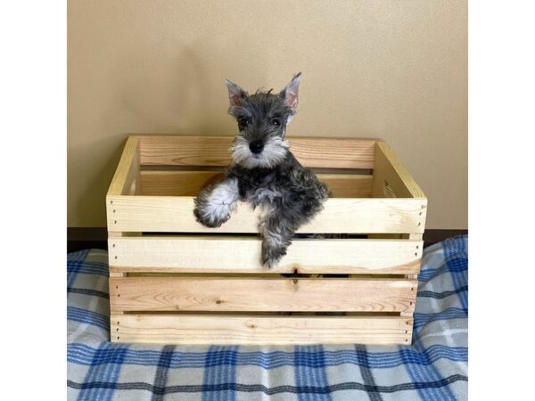 Miniature Schnauzer DOG Male Salt / Pepper 3099 Petland Hilliard, Ohio