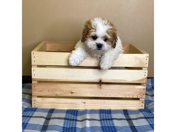 ShizaPoo-DOG-Male-Gold / White-3091-Petland Hilliard, Ohio