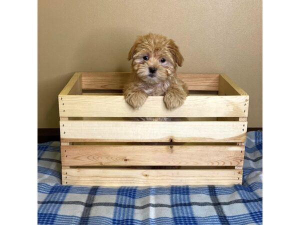 Bichapoo-DOG-Female-Apricot-3090-Petland Hilliard, Ohio