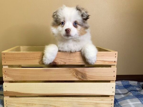 Miniature Australian Shepherd-DOG-Female-Red Merle-3109-Petland Hilliard, Ohio