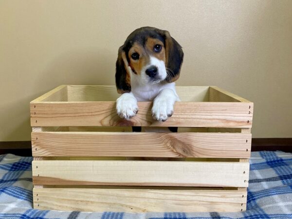 Beagle-DOG-Female-Black White / Tan-3100-Petland Hilliard, Ohio