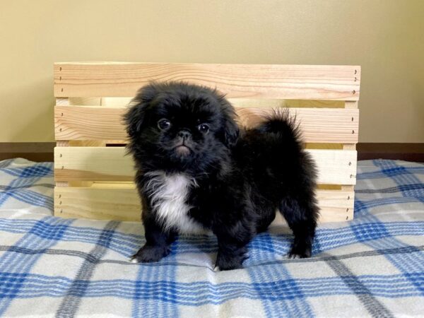 Pekingese DOG Male Black 3102 Petland Hilliard, Ohio