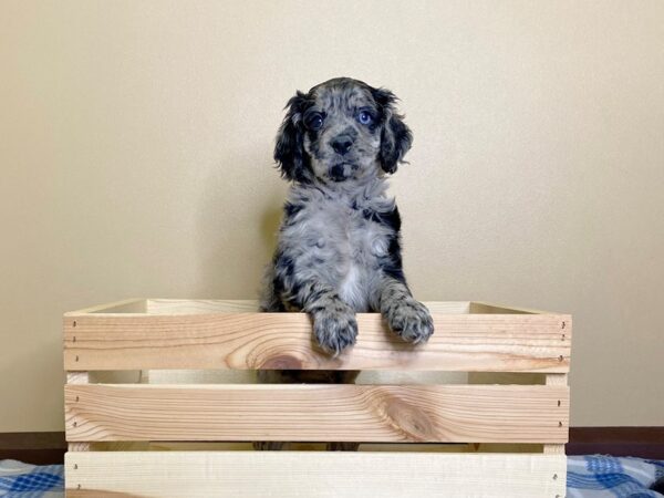 Cocka Poo-DOG-Male-blue merle-3105-Petland Hilliard, Ohio