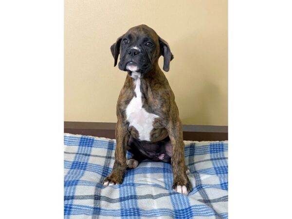 Boxer DOG Female Brindle 3116 Petland Hilliard, Ohio