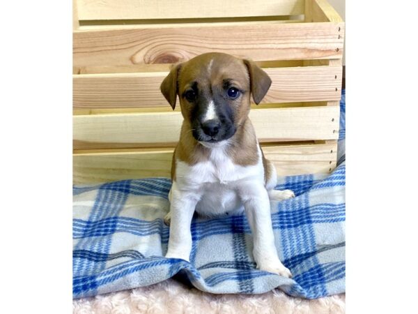 Jack Russell Terrier-DOG-Male-Brown / White-3119-Petland Hilliard, Ohio