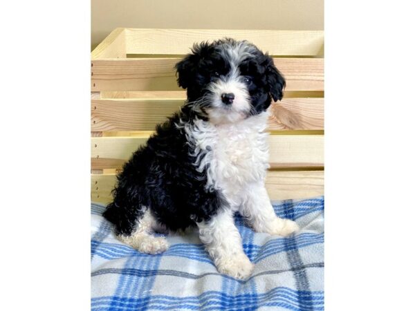 Poodle/Australian Shepherd-DOG-Male-Black / White-3120-Petland Hilliard, Ohio