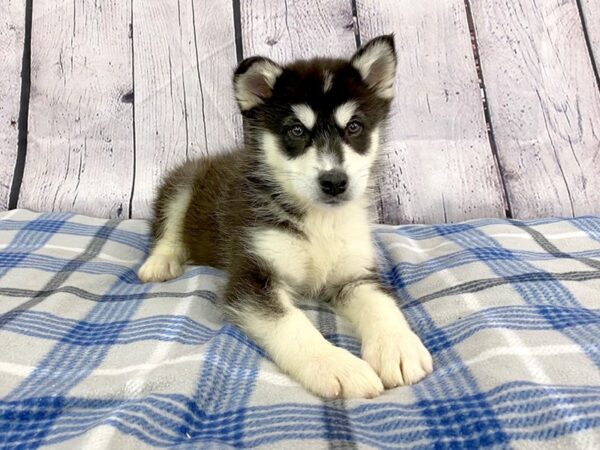 Alaskan Malamute-DOG-Male-Black / White-3122-Petland Hilliard, Ohio