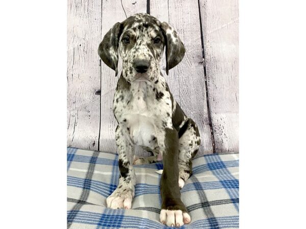 Great Dane-DOG-Male-Merlequin-3123-Petland Hilliard, Ohio