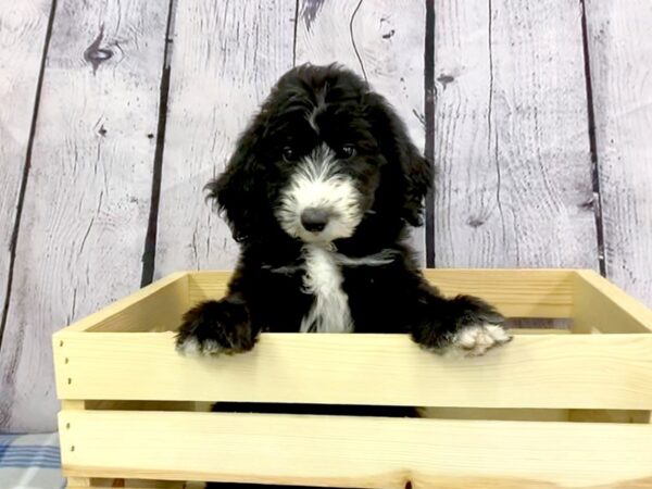 Sheepadoodle-DOG-Female-Black-3124-Petland Hilliard, Ohio