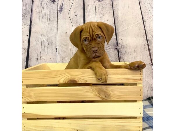 Dogue De Bordeaux-DOG-Female-Red-3130-Petland Hilliard, Ohio