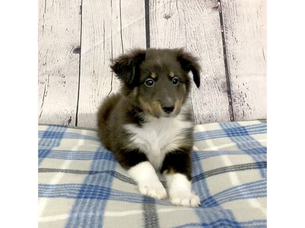 Shetland Sheepdog DOG Male Black Tan / White 3128 Petland Hilliard, Ohio