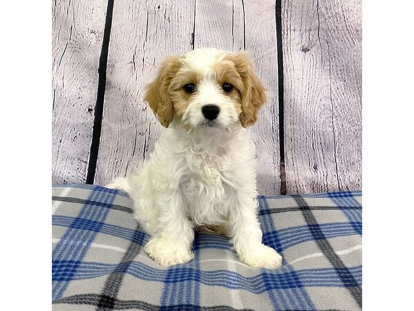 Cavachon-DOG-Male-Blenheim-3132-Petland Hilliard, Ohio