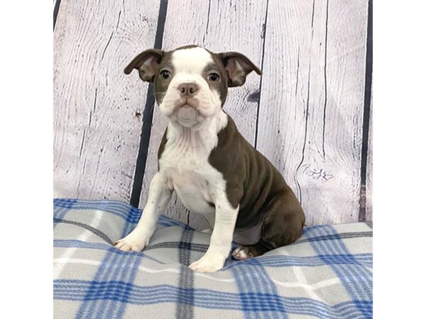 Boston Terrier-DOG-Female-Seal / White-3133-Petland Hilliard, Ohio