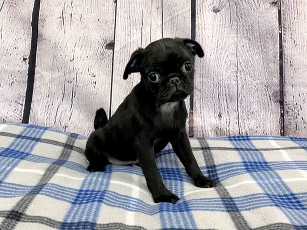 Pug-DOG-Male-Black-3136-Petland Hilliard, Ohio