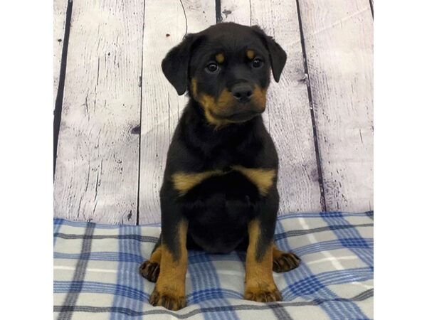 Rottweiler-DOG-Female-Black / Mahogany-3137-Petland Hilliard, Ohio