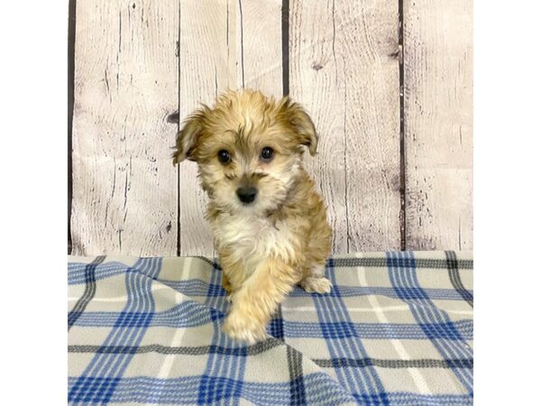 Morkie-DOG-Female-Gold-3139-Petland Hilliard, Ohio