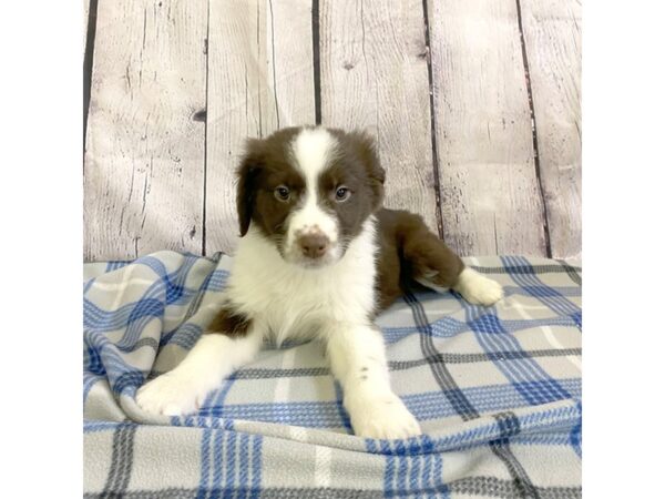 Border Aussie-DOG-Female-Red & White-3141-Petland Hilliard, Ohio