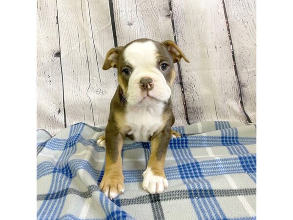 Old English Bulldog-DOG-Male-BROWN WHITE-3144-Petland Hilliard, Ohio