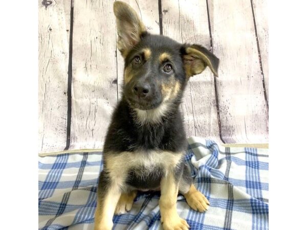 German Shepherd DOG Female black/ tan 3148 Petland Hilliard, Ohio