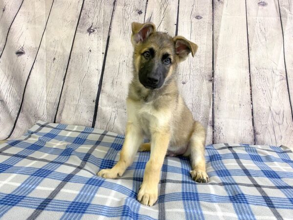 German Shepherd DOG Male light tan/black 3147 Petland Hilliard, Ohio