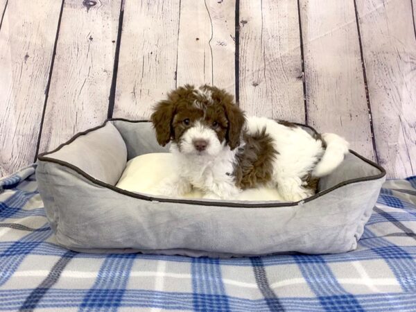 Poo Chon-DOG-Female-white and brown-3146-Petland Hilliard, Ohio