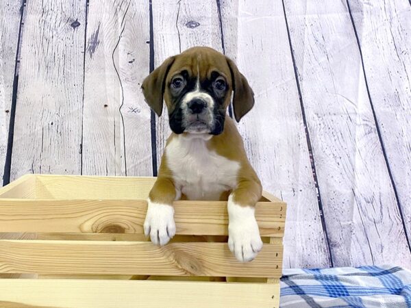 Boxer DOG Female Fawn White 3142 Petland Hilliard, Ohio