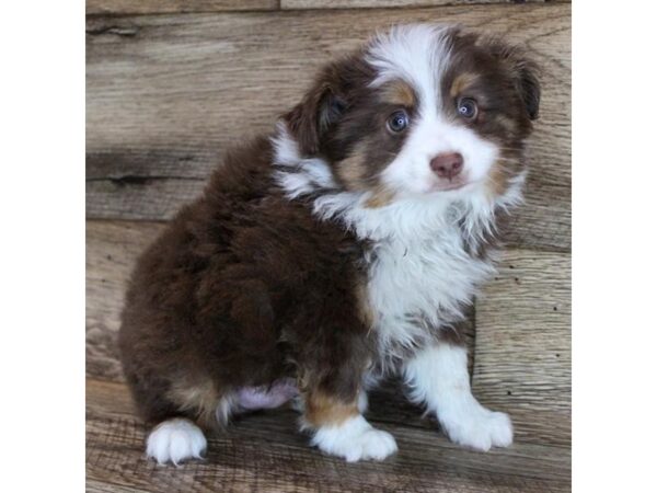 Miniature Australian Shepherd-DOG-Male-Red-3154-Petland Hilliard, Ohio