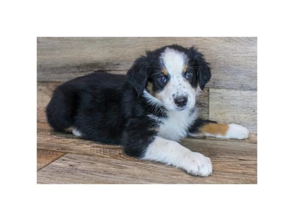 Australian Shepherd DOG Female Black White / Tan 3156 Petland Hilliard, Ohio