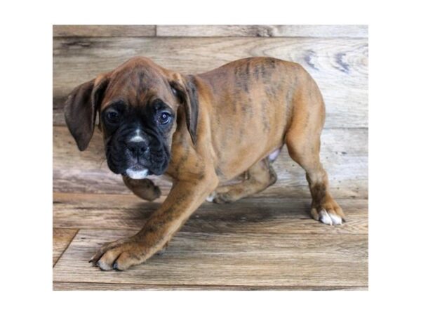 Boxer DOG Male Fawn Brindle 3158 Petland Hilliard, Ohio