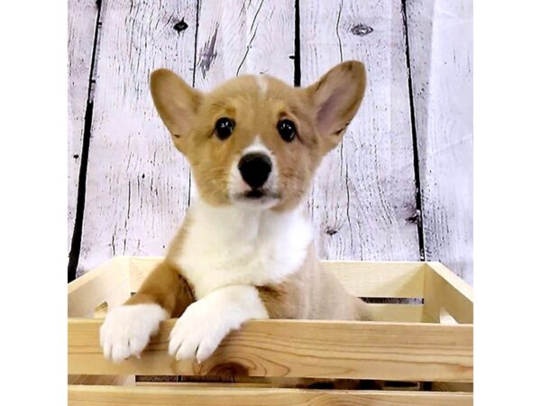 Pembroke Welsh Corgi-DOG-Male-Sable / White-3155-Petland Hilliard, Ohio