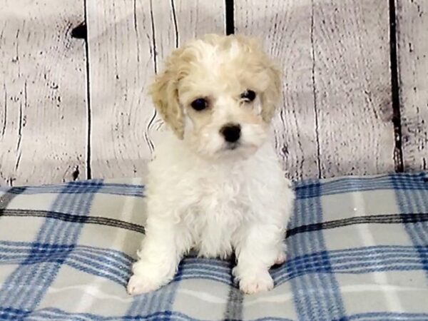 Poodle DOG Male Apricot 3164 Petland Hilliard, Ohio