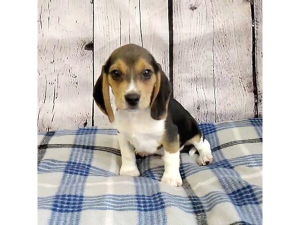 Beagle-DOG-Male-Black Tan / White-3162-Petland Hilliard, Ohio