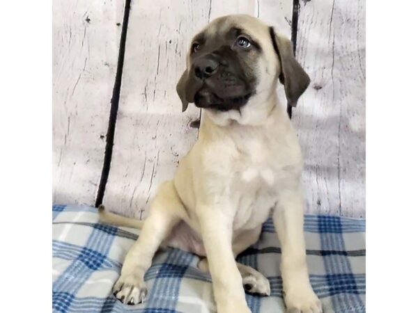 English Mastiff-DOG-Male-Fawn-3161-Petland Hilliard, Ohio