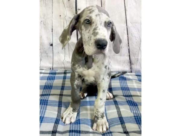 Great Dane-DOG-Male-Blue Merlequin-3173-Petland Hilliard, Ohio