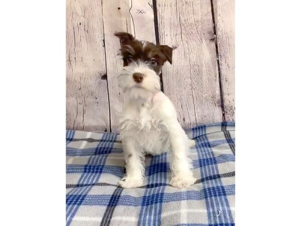 Miniature Schnauzer DOG Male Liver 3171 Petland Hilliard, Ohio