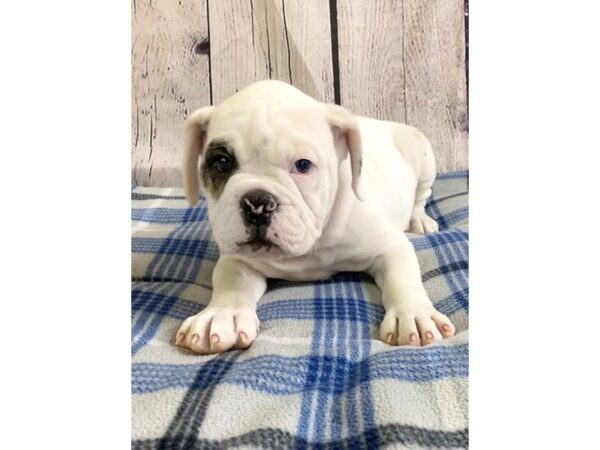 Olde English Bulldog-DOG-Female-White-3170-Petland Hilliard, Ohio