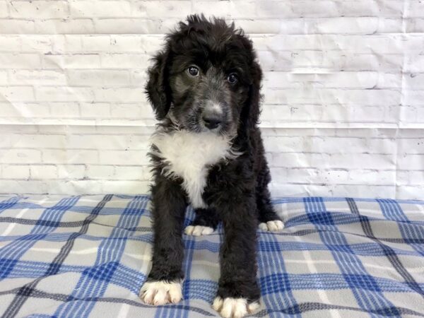 Poodle Standard-DOG-Male-Black / White-3180-Petland Hilliard, Ohio