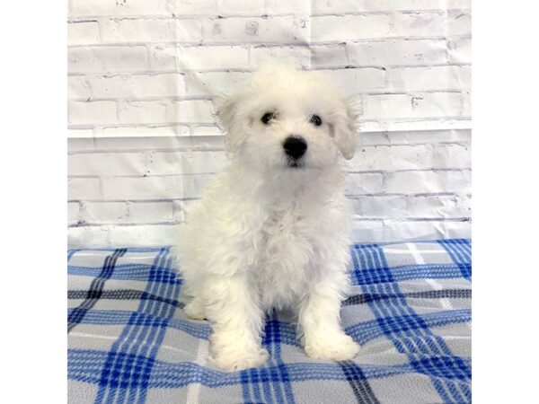 Bichon Frise-DOG-Male-White-3179-Petland Hilliard, Ohio