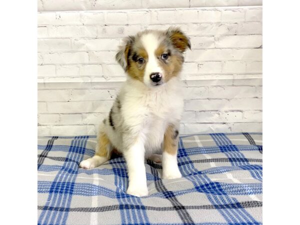 Miniature Australian Shepherd-DOG-Female-Blue Merle-3175-Petland Hilliard, Ohio