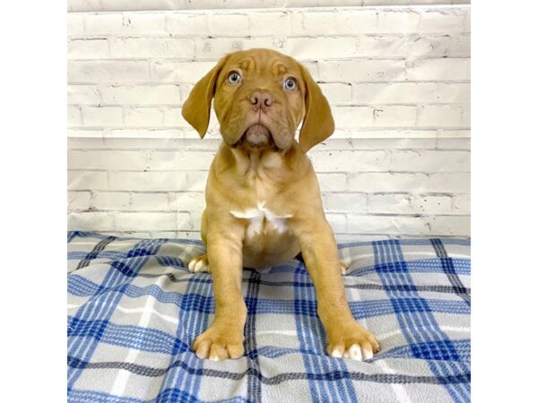 Dogue de Bordeaux DOG Male Red 3176 Petland Hilliard, Ohio