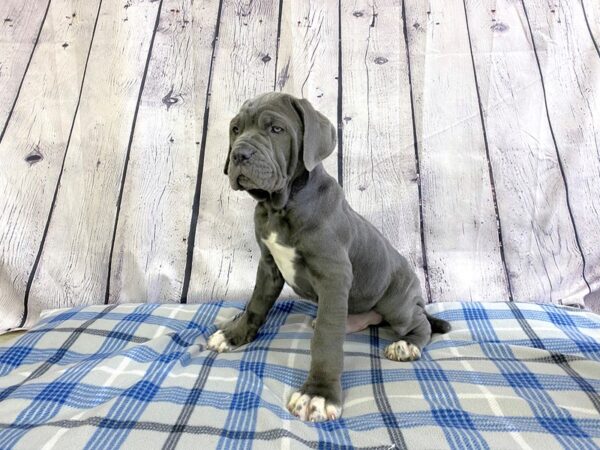 Neapolitan Mastiff-DOG-Male--3177-Petland Hilliard, Ohio