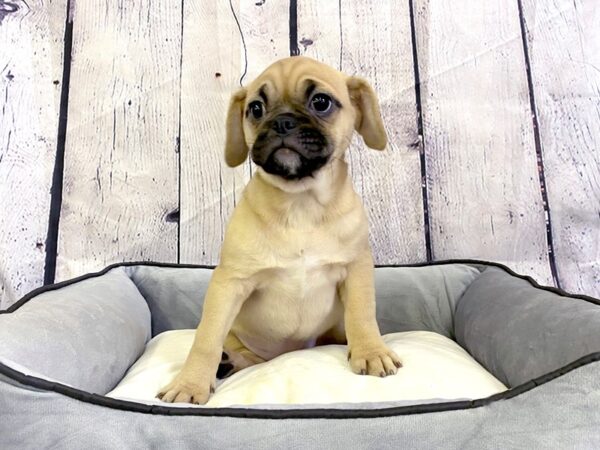 Puggle-DOG-Female-Fawn-3160-Petland Hilliard, Ohio